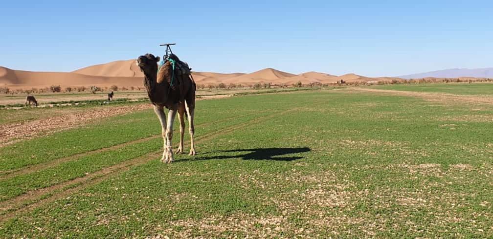 Chegaga Desert Trips Camp M'Hamid Exterior foto